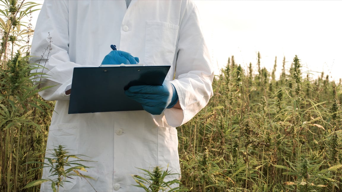 Scientist on hemp field