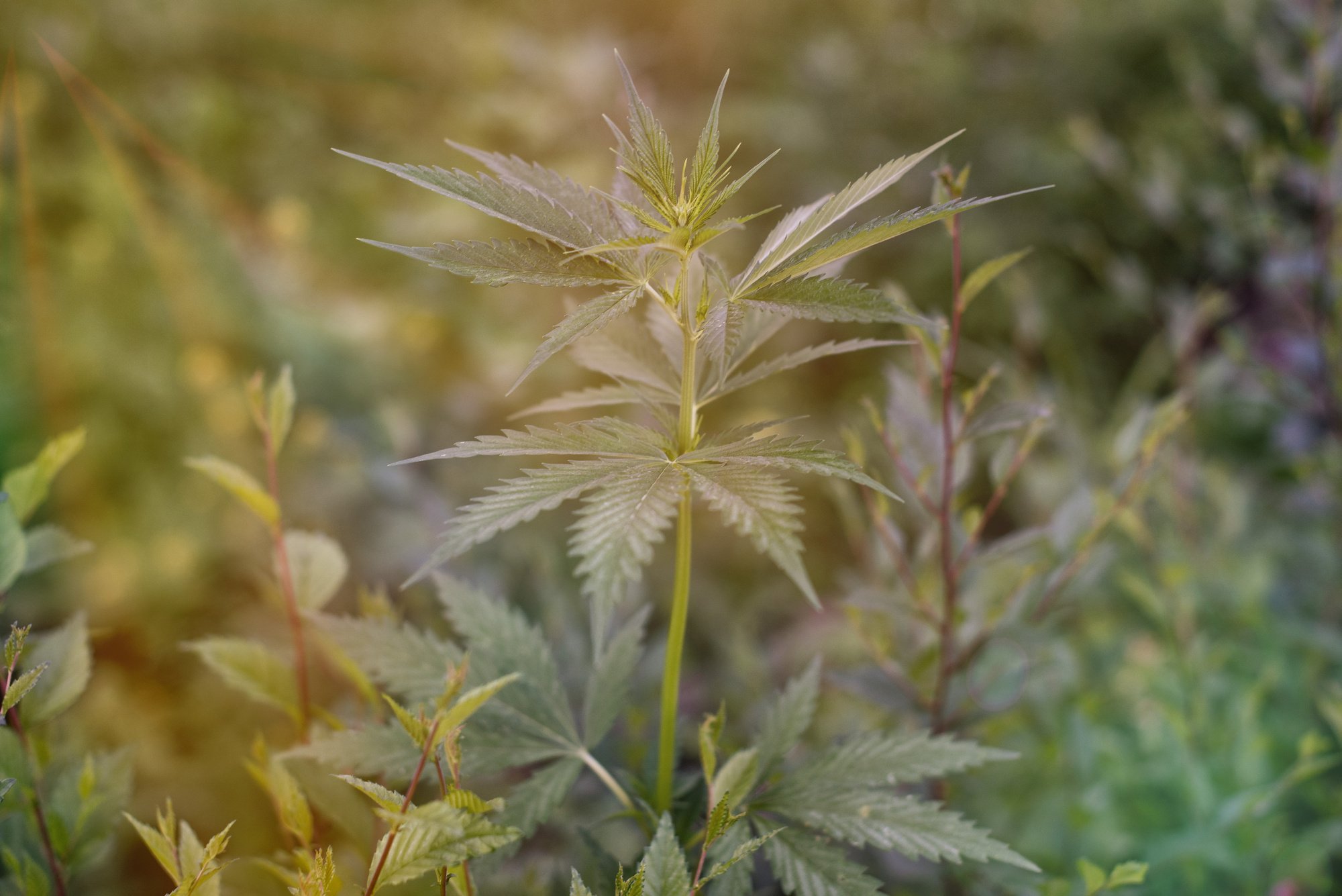 A stalk of cannabis plant.