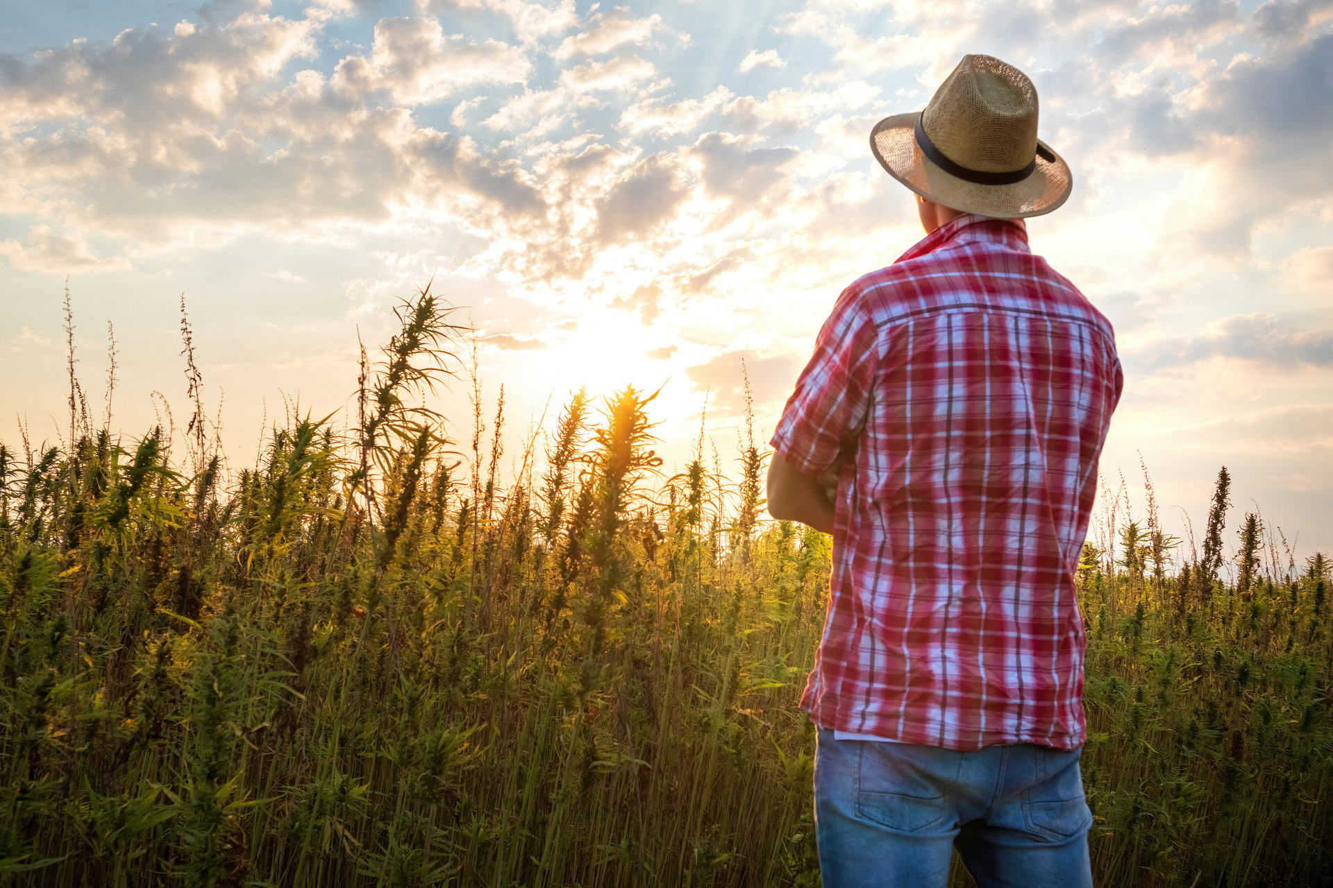 Farmer working on hemp field