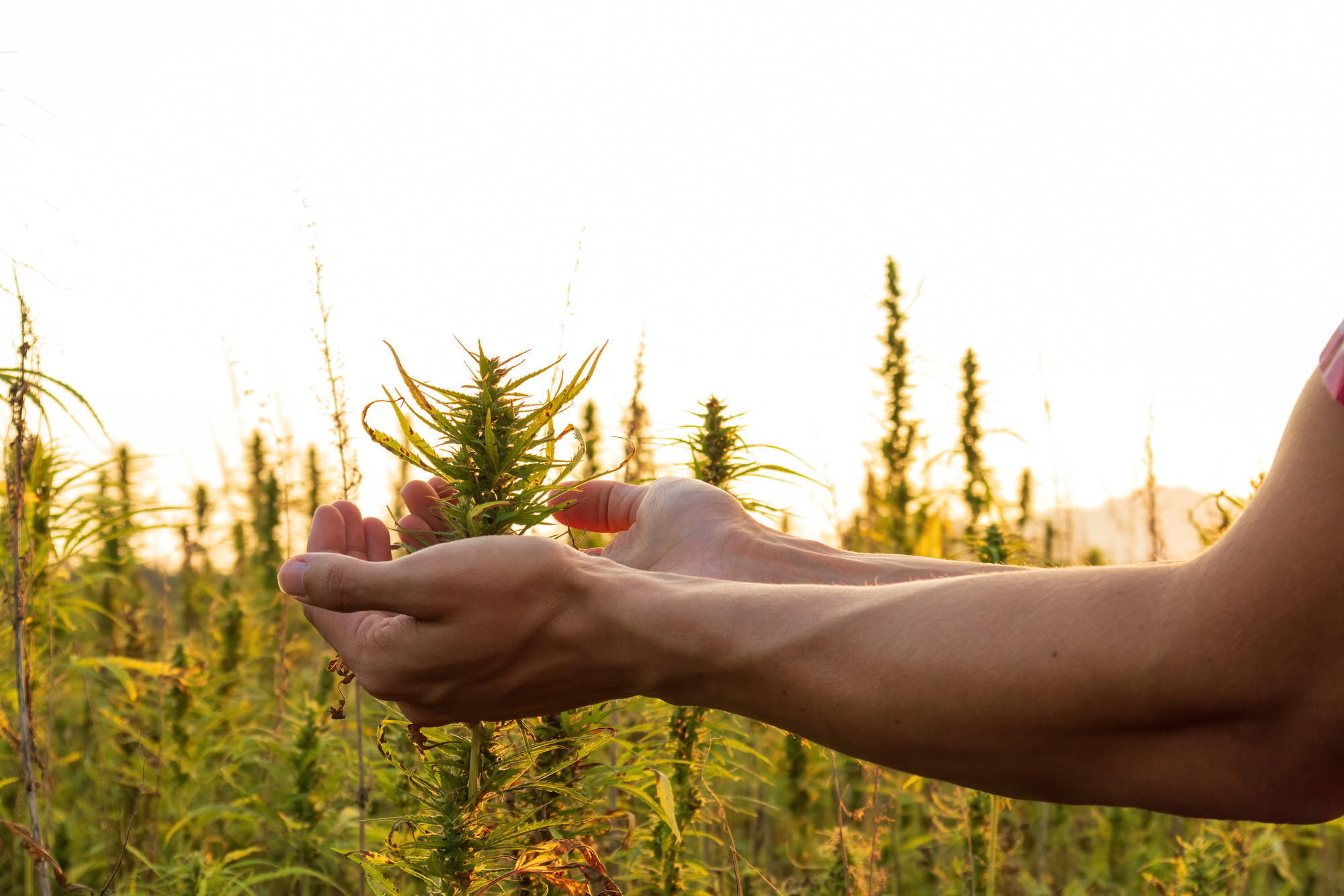 Farmer working on hemp field